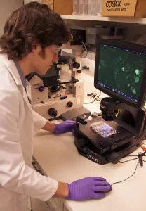 Researcher examines images of stem cells in an FDA laboratory on the National Institutes of Health campus in Bethesda, Md.