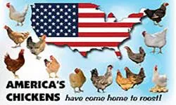 Americas Chickens Come Home to Roost