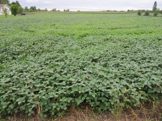 A field of Soy beans