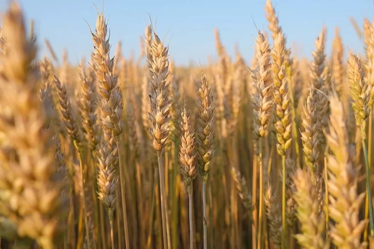 Wheat field in Vampula, Finland